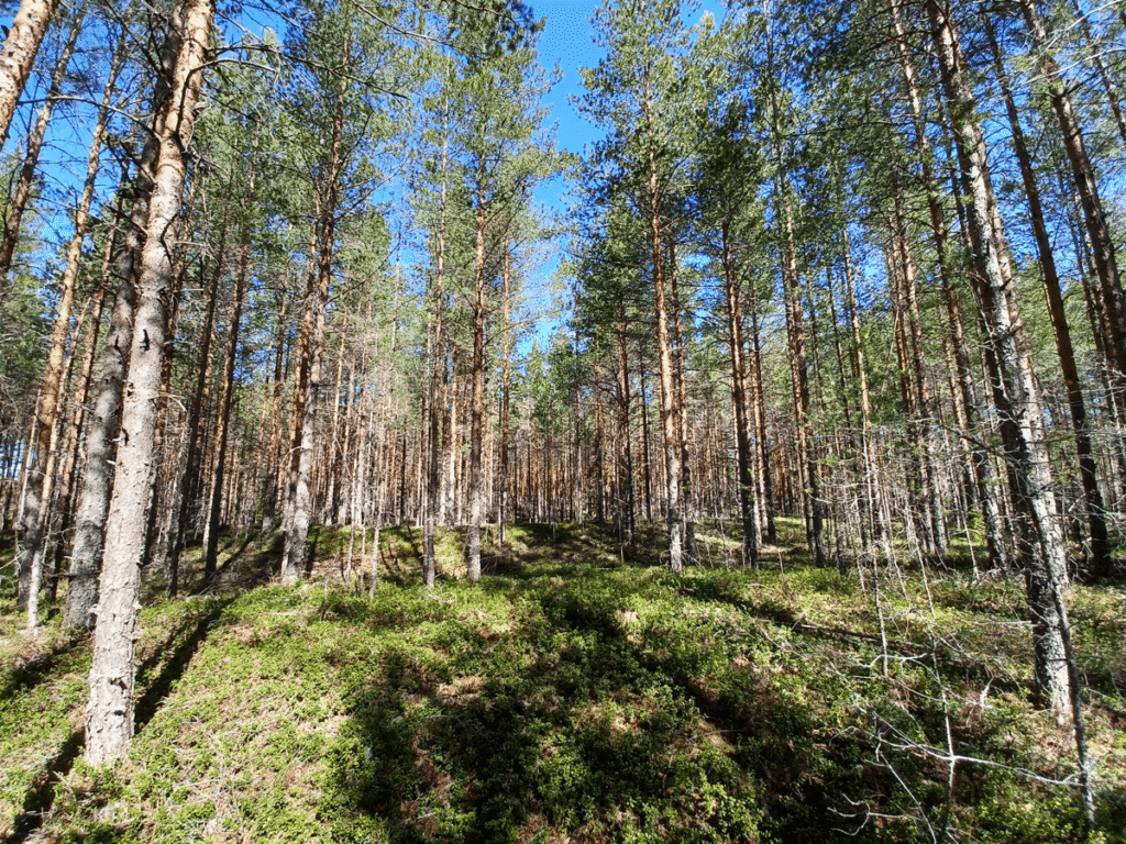 Forest at the site for Naum.
