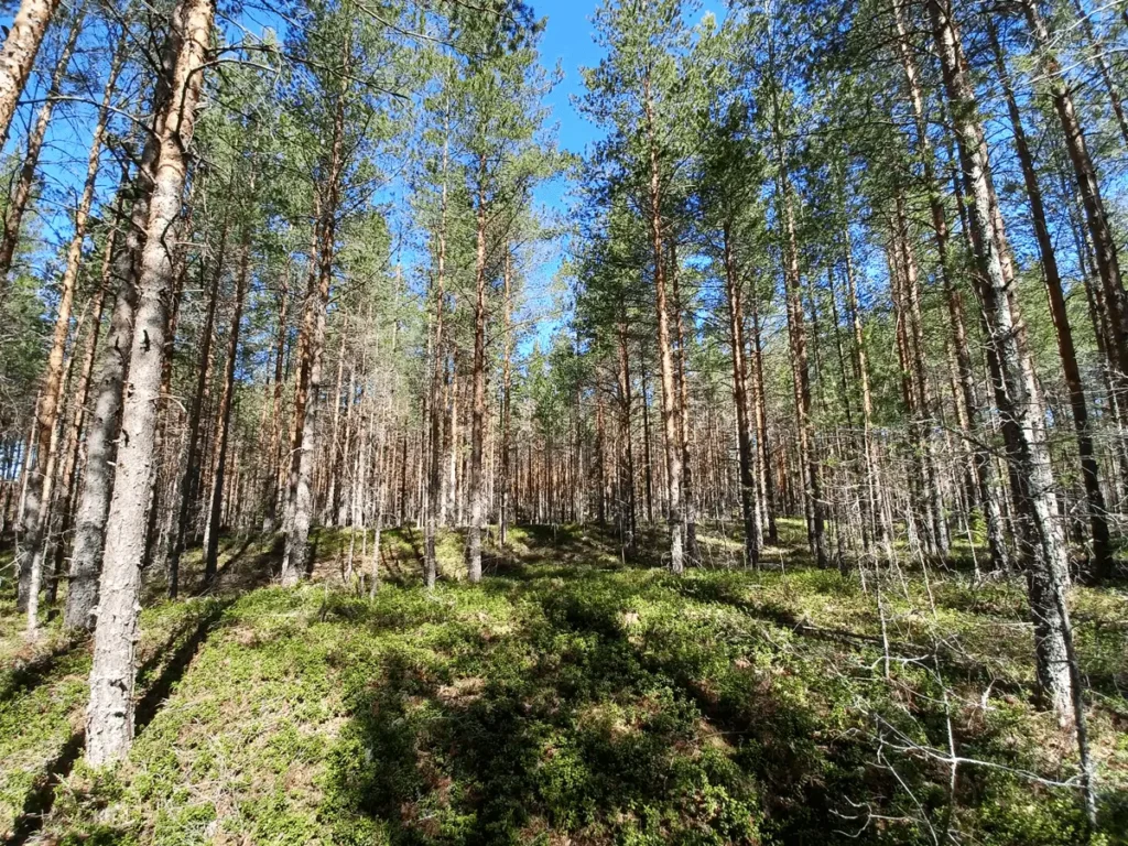 Forest at the site for Naum.